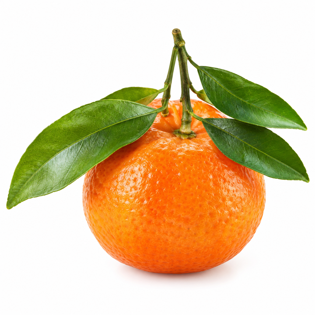 Illustration de mandarine sur fond blanc